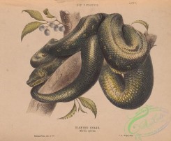 reptiles_and_amphibias-03045 - 001-Diamond Snake, morelia spilotes