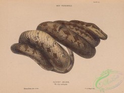 reptiles_and_amphibias-03046 - 002-Carpet Snake, morelia variegata