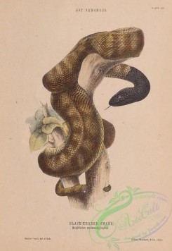 reptiles_and_amphibias-03047 - 003-Black-headed Snake, aspidiotes melanocephalus