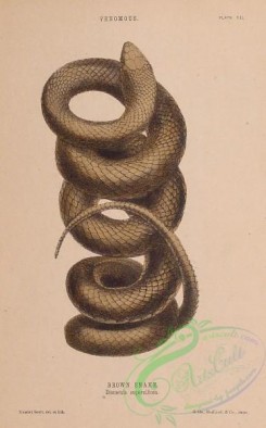 reptiles_and_amphibias-03051 - 007-Brown Snake, diemenia superciliosa