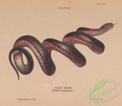 reptiles_and_amphibias-03052 - 008-Black Snake, pseudechis porphyriacus