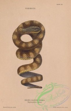 reptiles_and_amphibias-03053 - 009-Brown-banded Snake, hoplocephalus curtus
