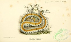 reptiles_and_amphibias-03064 - 003-Ring Snake, natrix torquata