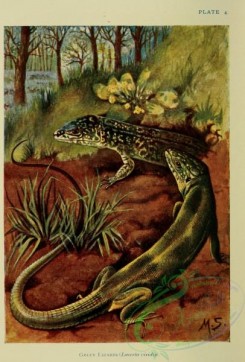 reptiles_and_amphibias-03113 - 003-Green Lizard, lacerta viridis