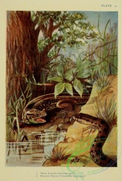 reptiles_and_amphibias-03114 - 004-Sand Lizard, lacerta agilis, Smooth Snake, coronella austriaca