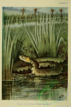 reptiles_and_amphibias-03115 - 005-Ringed or Grass Snake, tropidonotus natrix