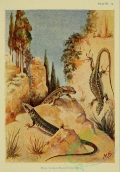 reptiles_and_amphibias-03118 - 008-Wall Lizard, lacerta muralis