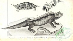 reptiles_and_amphibias_bw-00005 - 001-Turtle, Lizard