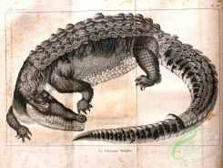 reptiles_and_amphibias_bw-00006 - 001-Caiman