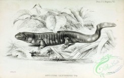 reptiles_and_amphibias_bw-00014 - 003-ambyostoma californiense
