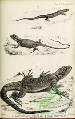 reptiles_and_amphibias_bw-00033 - 022-barycephalus sykesii, tiaris elliotti, tiliqua schlegelii