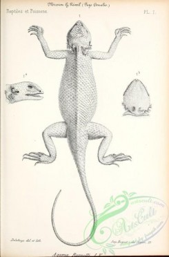 reptiles_and_amphibias_bw-00040 - 001-agama ruppelli