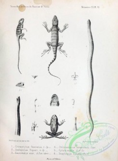 reptiles_and_amphibias_bw-00045 - 003-crotaphytus fasciatus, chilomeniscus stramineus, sceloporus digueti, hyliola regilla
