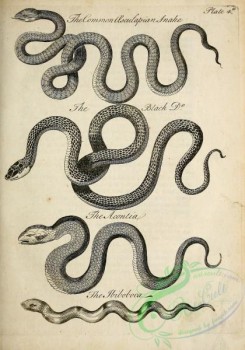 reptiles_and_amphibias_bw-00052 - 004-Common Aesculapian Snake, Black Snake, Acontia, Iboboboca