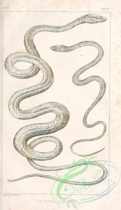 reptiles_and_amphibias_bw-00077 - 009-coluber ahaetulla, coluber filiformis