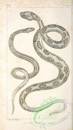 reptiles_and_amphibias_bw-00078 - 010-coluber seetzenii, vipera brasiliana