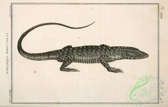 reptiles_and_amphibias_bw-00104 - 001-tupinambis cepedianus