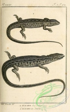 reptiles_and_amphibias_bw-00109 - 006-lacerta bilineata, lacerta stirpium