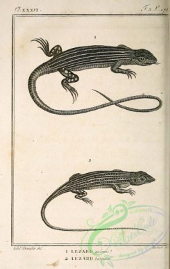 reptiles_and_amphibias_bw-00110 - 007-lacerta lemniscata, lacerta boskiana
