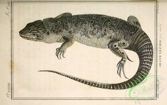 reptiles_and_amphibias_bw-00120 - 017-lacerta ocellata