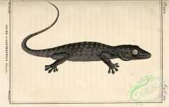reptiles_and_amphibias_bw-00149 - 004-gecko guttatus