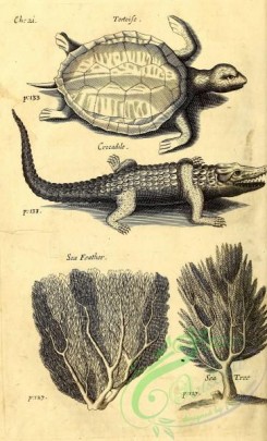 reptiles_and_amphibias_bw-00177 - 003-Tortoise, Crocodile
