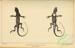 reptiles_and_amphibias_bw-00178 - 001-sceloporus delicatissimus