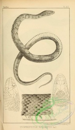 reptiles_and_amphibias_bw-00193 - 016-tropidonotus rhombifer