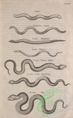 reptiles_and_amphibias_bw-00208 - 010-caecilia blindschleich, caecilia vulgaris, acontias iaculus, acontias alter