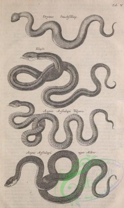 reptiles_and_amphibias_bw-00209 - 011-dryinus stinckschlang, anguis aesculapii vulgaris, anguis aesculapii