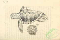 reptiles_and_amphibias_bw-00231 - 003-Caguama Turtle