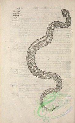 reptiles_and_amphibias_bw-00246 - 015-Snake