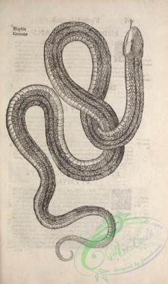 reptiles_and_amphibias_bw-00247 - 016-Snake
