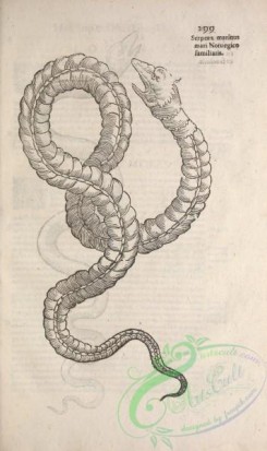 reptiles_and_amphibias_bw-00252 - 021-Snake