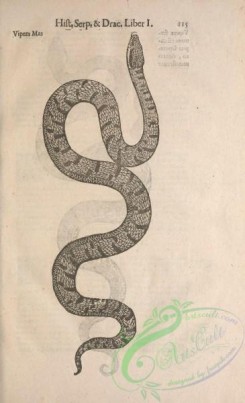 reptiles_and_amphibias_bw-00257 - 026-Snake
