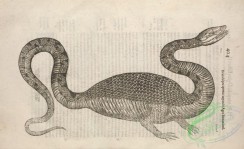 reptiles_and_amphibias_bw-00274 - 043-draco bipesapteros