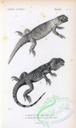 reptiles_and_amphibias_bw-00337 - 013-stellio vulgaris, uromastix spinipes