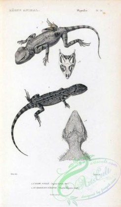 reptiles_and_amphibias_bw-00338 - 014-agama barbata, trapelus oegyptius
