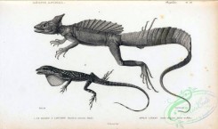 reptiles_and_amphibias_bw-00342 - 018-basilicus mitratus, anolis alligator