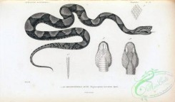 reptiles_and_amphibias_bw-00358 - 034-trigonocephalus lanceolatus