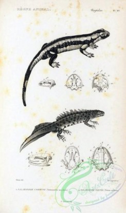 reptiles_and_amphibias_bw-00367 - 043-salamandra maculosa, triton cristata