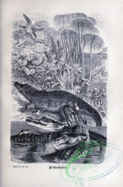 reptiles_and_amphibias_bw-00385 - 004-crocodilus vulgaris