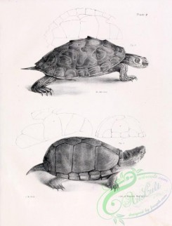 reptiles_and_amphibias_bw-00399 - 002-Pseudo-geographic Tortoise, emys pseudogeographica, Mud Tortoise, kinosternon pensylvanicum