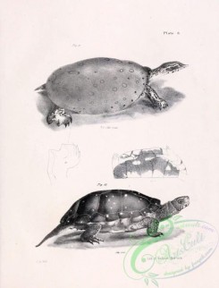reptiles_and_amphibias_bw-00403 - 006-Soft-shelled Turtle, trionyx ferox, Spotted Tortoise, emys guttata