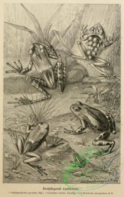 reptiles_and_amphibias_bw-00422 - 002-amphignathodon guentheri, ceratohyla bubalus, nototrema marsupiatum