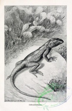 reptiles_and_amphibias_bw-00445 - 015-agama stellio