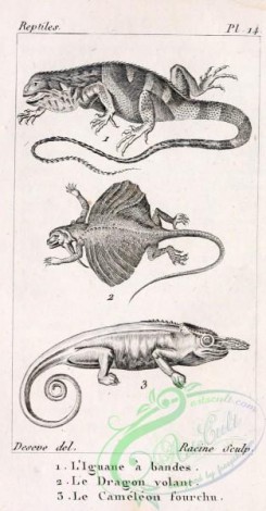 reptiles_and_amphibias_bw-00449 - 001-draco volans, chamaeleo bifidus