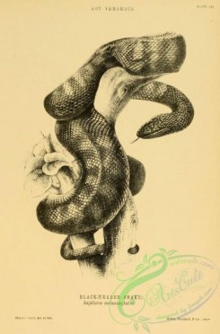 reptiles_and_amphibias_bw-00473 - 005-Black-headed Snake, aspidiotes melanocephalus