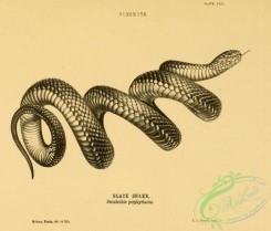 reptiles_and_amphibias_bw-00474 - 006-Black Snake, pseudechis porphyriacus