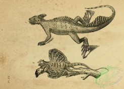 reptiles_and_amphibias_bw-00482 - 006-draco volans, lacerta volans, lacerta basiliscus